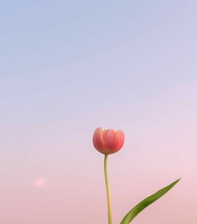 套花呗出来还花呗