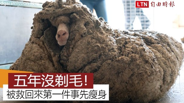 羊小咩怎么样了