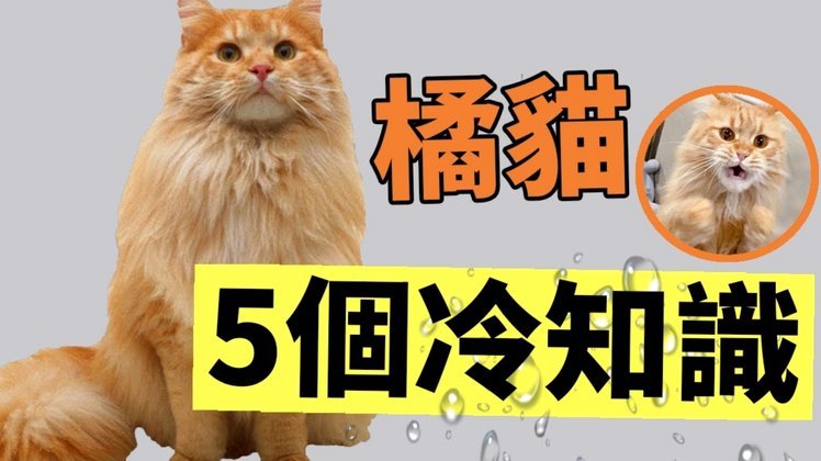花呗天猫秒套 出来是真的吗