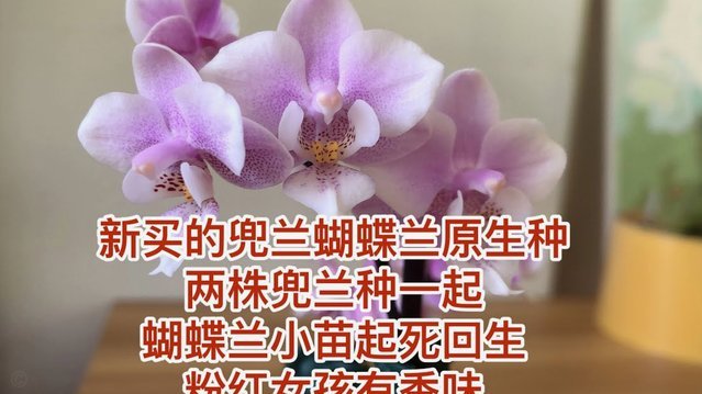 花呗套线有什么危险