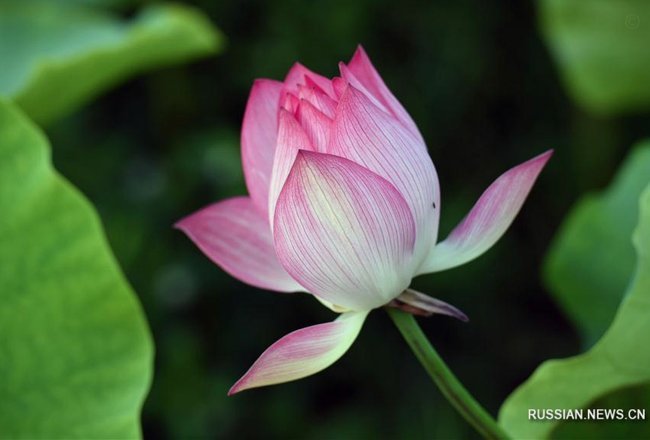 蓝鲸花呗正规性深度解析