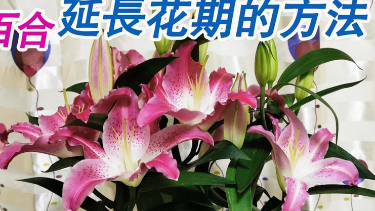 如何安全套现花呗