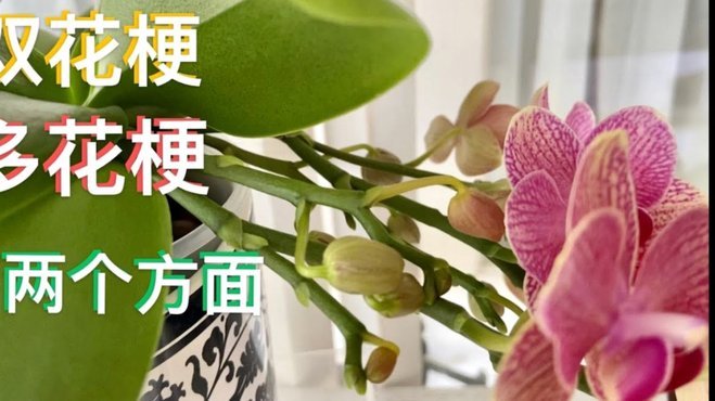 怎么套花呗的钱出来