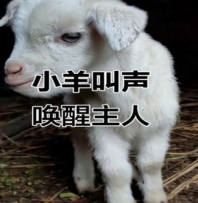 羊小咩需要什么条件