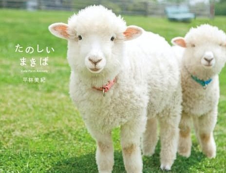 社交媒体中的