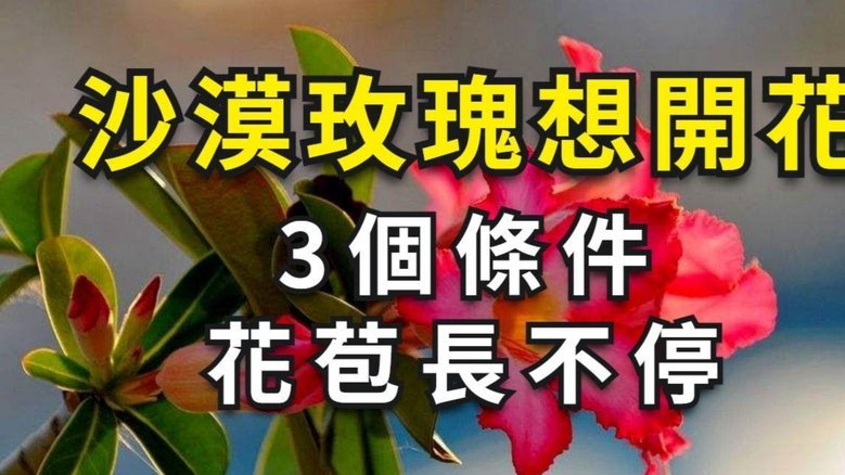 鹿优选享花卡提现全攻略：注意事项与步骤详解